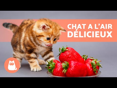 Vidéo: Les fraises sont-elles sans danger pour les chats ?