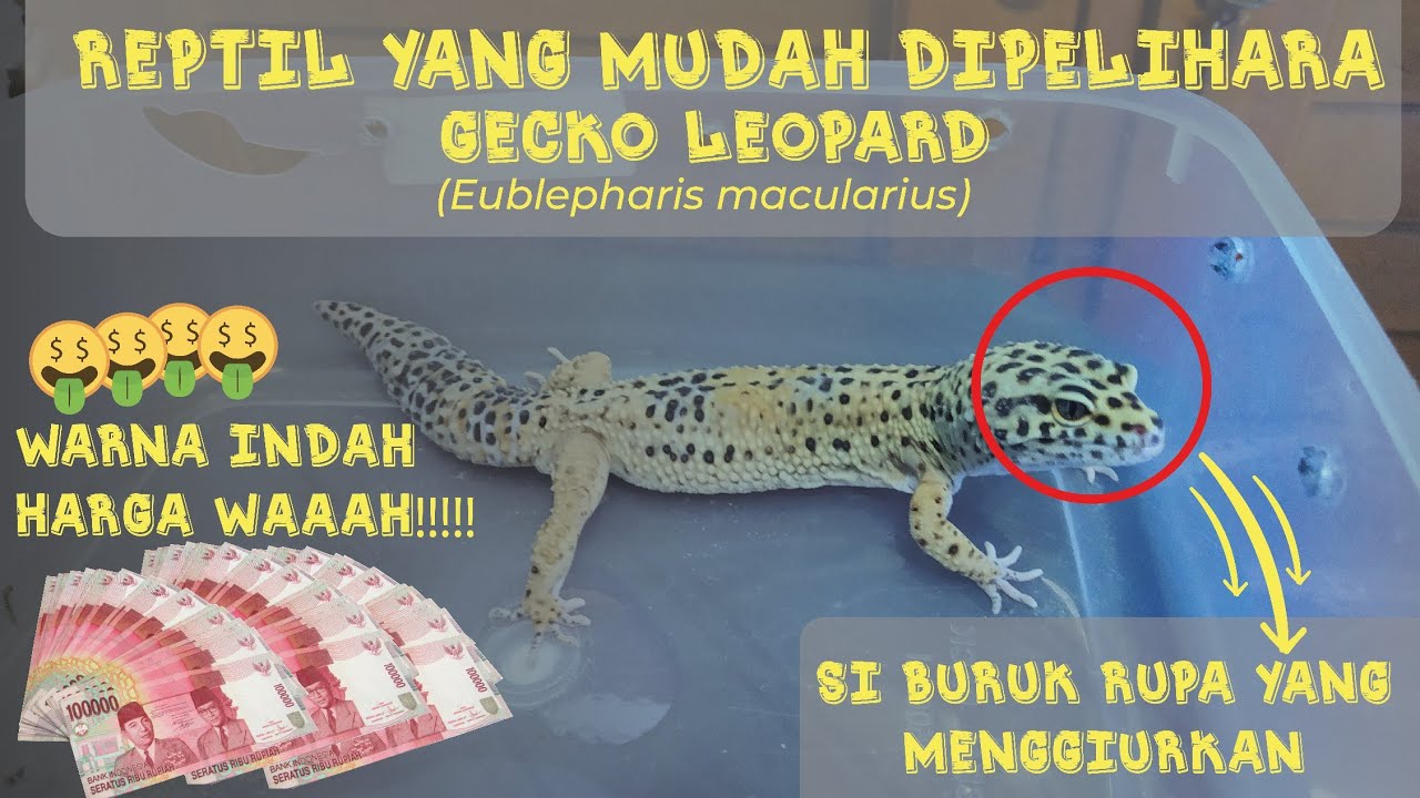  REPTIL  YANG  MUDAH  DIPELIHARA  GECKO LEOPARD BISNIS 