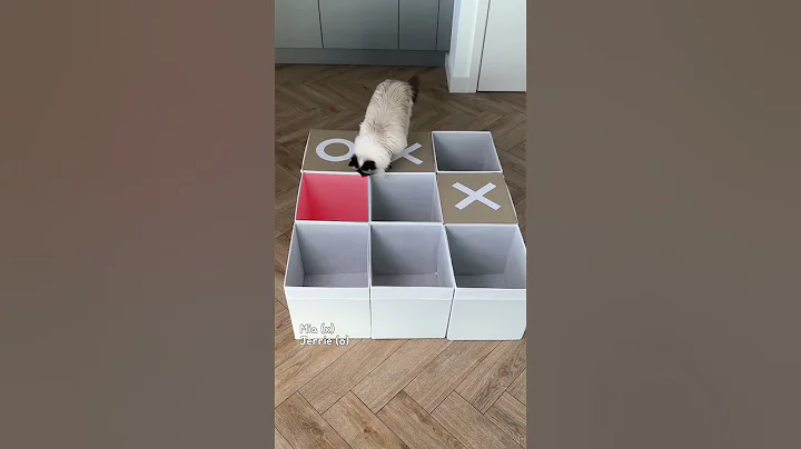 Cats play Tic-Tac-Toe game 😱🐱🐾 - DayDayNews