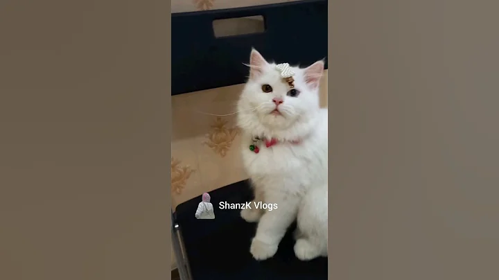 Video 3162361: catlover kitty, cat funny cute animals