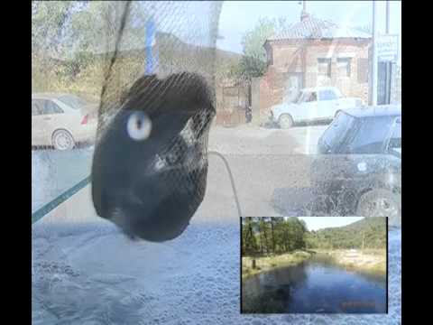 ცოცხალი კალმახი ქუთაისში ნიკეას II ჩიხი N1