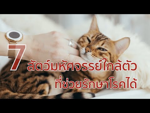7 สัตว์มหัศจรรย์ใกล้ตัว ที่ช่วยรักษาโรคได้