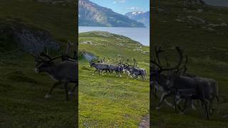 Ecotherapy 365/200 : Free Rein