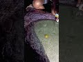 水中の黒い影!男がとった驚きの行動とは |興味深い知識