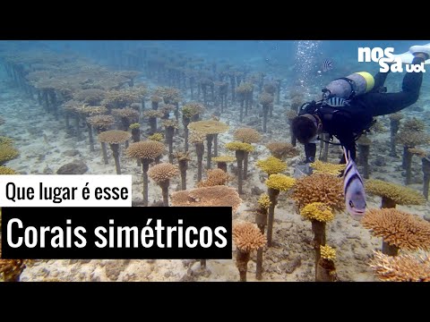 Floresta secreta de corais é tesouro escondido da Ásia; que lugar é esse?