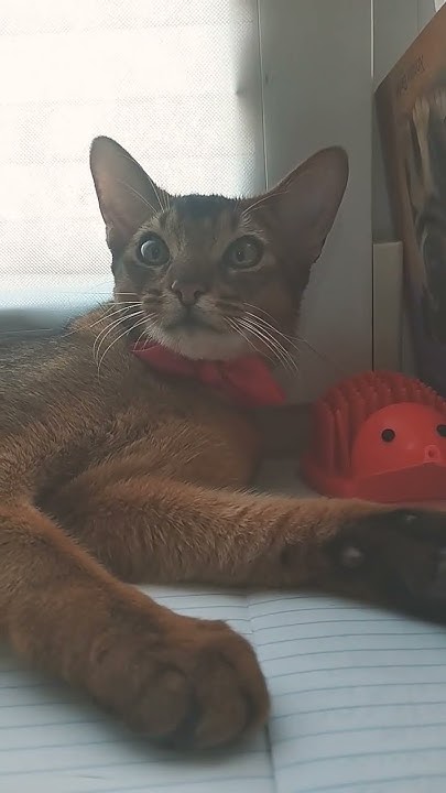 школа кошек.🎓📚📏📖😸 #cat #кот #котики - YouTube