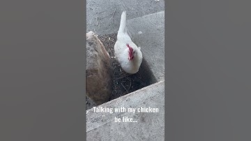 Talking With My Chicken Be Like… #shorts #talkingwithmychicken #yogihollowfarm