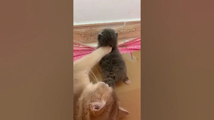 Watch the video about So funny newborn cats #45