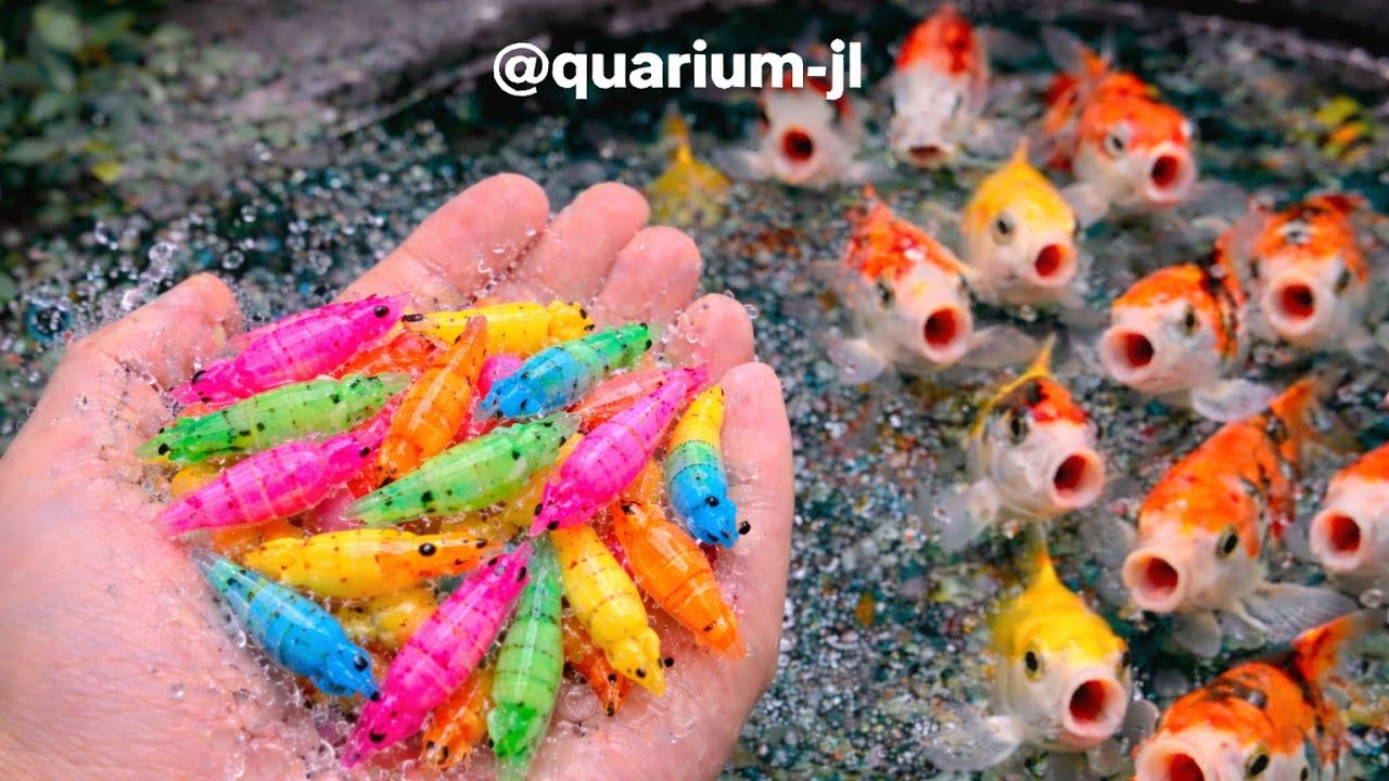 Unboxing ikan mas warna warni ,sapi lucu , harimau , zebra ,gajah , ikan koi ,ikan cupang 