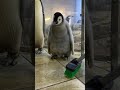 ＼ エンペラーペンギンの赤ちゃんの成長記録🐧／