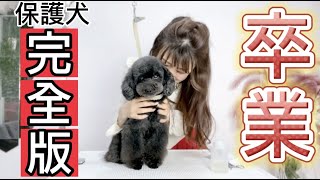 【卒業】半年前から卒業までの保護犬トイプードル 【最終回】