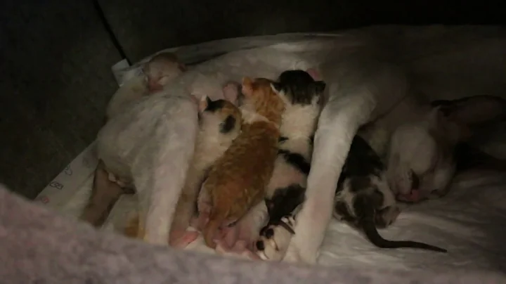 Video 4506281: cornish rex kittens, cornish rex baby, newborn kittens