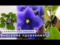 🍀 Внесение УДОБРЕНИЙ под УЗАМБАРСКУЮ ФИАЛКУ на стадии бутонизации  💦 СОРТ РС-ПЕРСЕЙ ✅