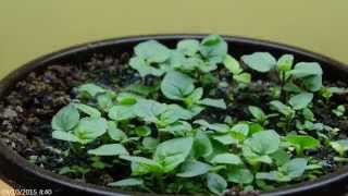 mint germination time lapse. hierbabuena