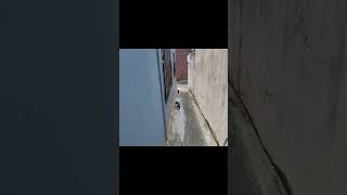 [최부자의 전국 임장기][발품] 부산시 금정구 부곡동 단독주택 #shorts
