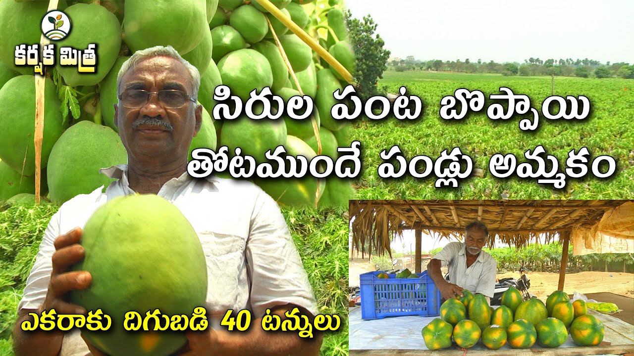 లాభాలు పండిస్తున్న బొప్పాయి సాగు || Success Story of Taiwan Papaya Farming || Karshaka Mitra