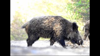 Chasse aux gros gibiers en battue ! (Sanglier, Cerf, Chevreuil) Fin de saison 2018-2019