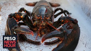 What rising temperatures in the Gulf of Maine mean for the state's lobster industry