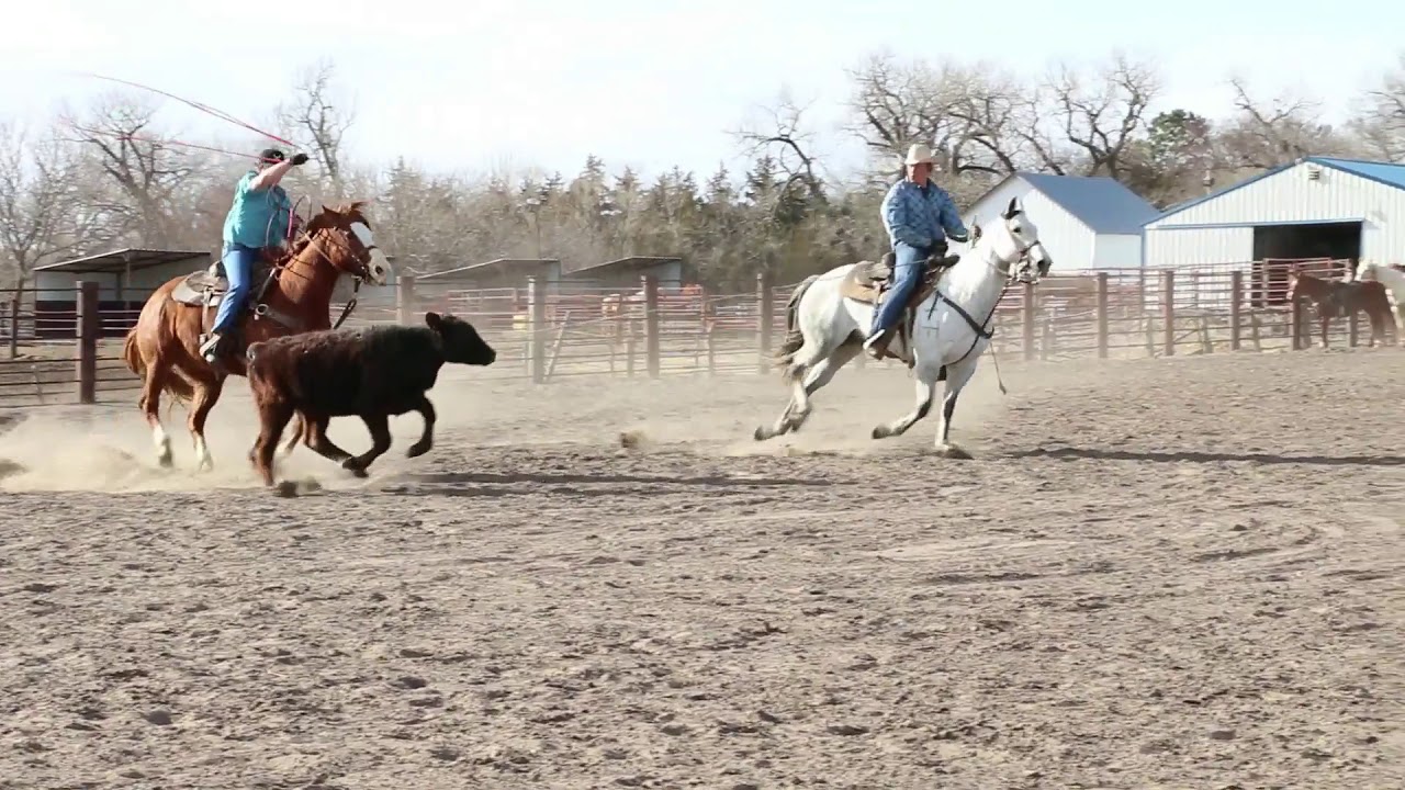 Pitzer Ranch Spring Sale 2018 Lot #230 - YouTube