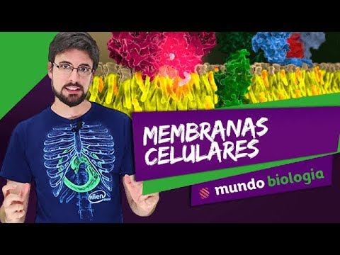 Vídeo: Qual é a membrana celular composta de quizlet?