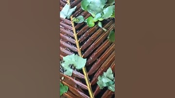 Cách Nuôi Ốc Bươu Đen Trong Chuồng Heo Cũ Rất Hiệu Qủa