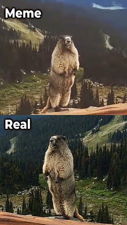 Screaming Beaver | Meme Vs Real #animals #funny #memes