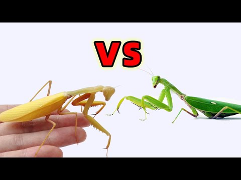 金色螳螂對戰綠色螳螂，昆蟲大戰！Golden Mantis vs green Mantis