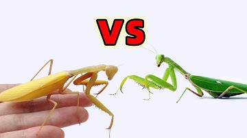 金色螳螂對戰綠色螳螂，昆蟲大戰！Golden Mantis vs green Mantis