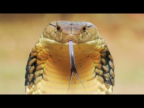 მეფე კობრა - ყველაზე დიდი და შხამიანი გველი --- Королевская Кобра - Самая крупная ядовитая змея