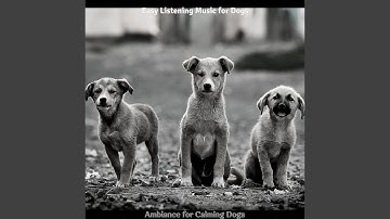 Pulsating Backdrops for Calming Dogs