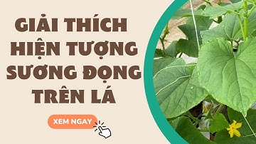 Giải thích hiện tượng sương đọng trên lá - FUNOFARM