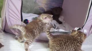Британским котятам 4 недели - Litter A2 http://gala-cat.ru Британским котятам 4 недели - Litter A2 http://gala-cat.ru