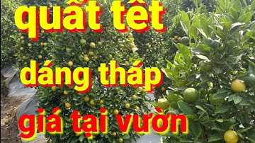 quất cảnh tết 2021 | quất cảnh dáng tháp đẹp cho quất tết 2021 | AlibabaHchannel