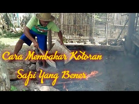 Video: Bolehkah tahi lembu membakar tumbuhan?