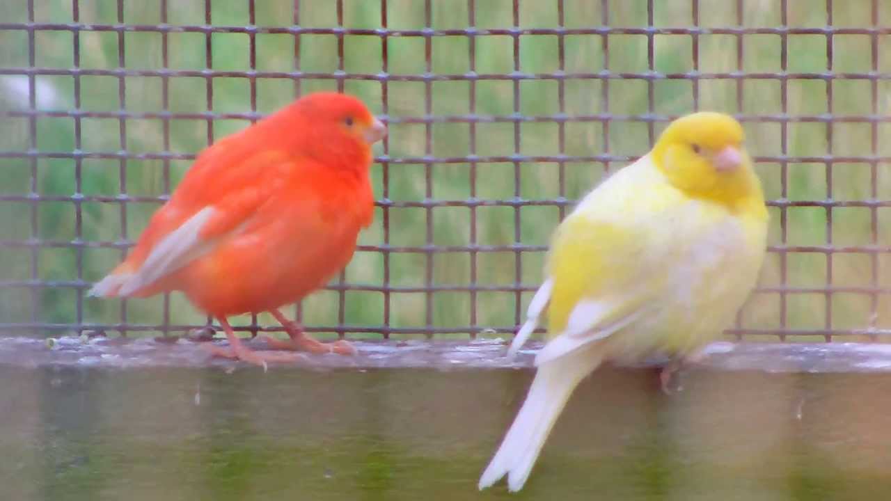 Yellow Canary in Cage Singing - Bird Song 