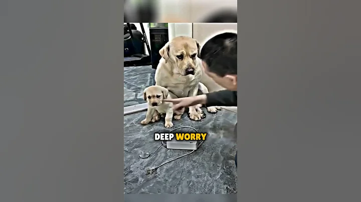 You CAN’T Handle this dog and her puppy’s reaction 🥺❤️‍🩹 #shorts - DayDayNews