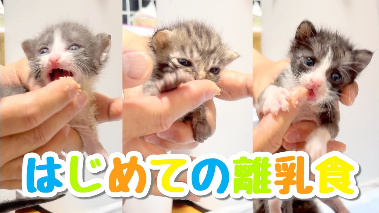 【保護して1ヶ月】3匹の食べ方が猫生1周目すぎて可愛いすぎた