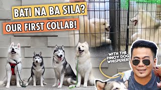 2 HUSKY BOYS NA HINDI MAGKASUNDO MAY TRAINER NA! | THE PINOY DOG WHISPERER LESTRE ZAPANTA