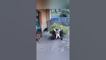 Posting random videos until I get 100k subscribers (Day 4)💚