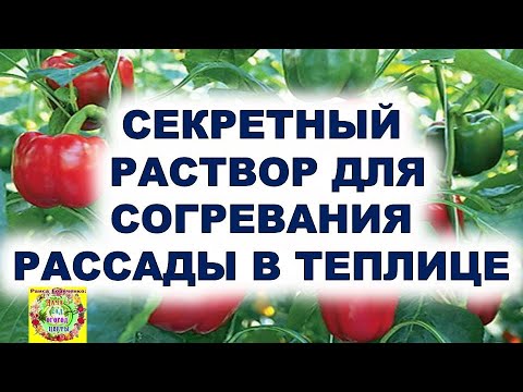 Если вдруг похолодание. Спасаем растения секретным раствором