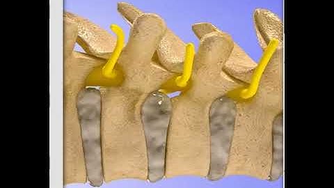 A Place of Health Chiropractic 3d Adjustment of Thoracic