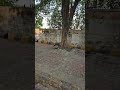 #birds #feed #song #60fps