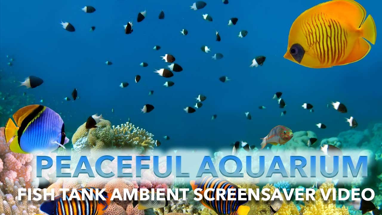 Peaceful Aquarium Fish Tank Ambient Screensaver Video YouTube