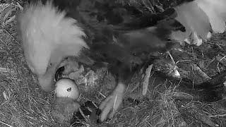 Decorah Iowa~Female seems to realize her chick is dead.  PIP in egg #2 ~2023\/04\/06