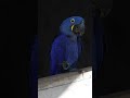 Arara-azul: animal emblemático do Pantanal