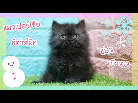 แมวเปอร์เซีย สีดำโม๊ค : บ้านแมว Babycathome