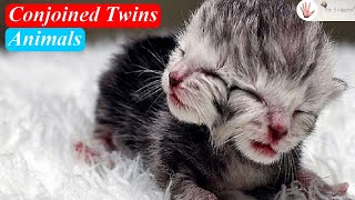 Strangest Animals Ever Seen: Conjoined Twins in Animals? ~ Body Bizarre! Strangest Animals Ever Seen: Conjoined Twins in Animals? ~ Body Bizarre!