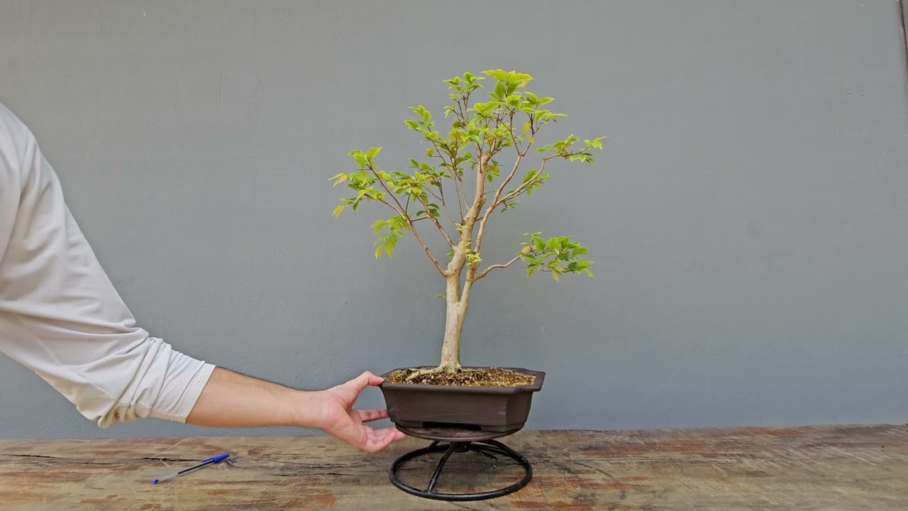 Bonsai Jabuticaba Hbrida 10 Anos - Masterpiece