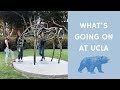 True Bruin Traditions + Life Update | Transfer Student | UCLA Vlog