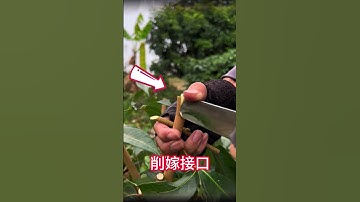荔枝果樹嫁接的詳細操作過程，30秒教你掌握果樹嫁接技巧，一學就會Detailed operation process of lychee fruit tree grafting, 30 seconds
